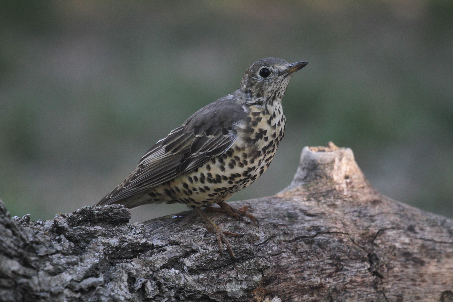 Turdus viscivorus